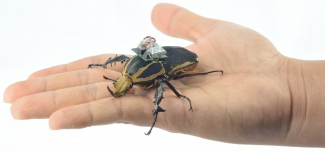 remote-control-giant-flower-beetles-4