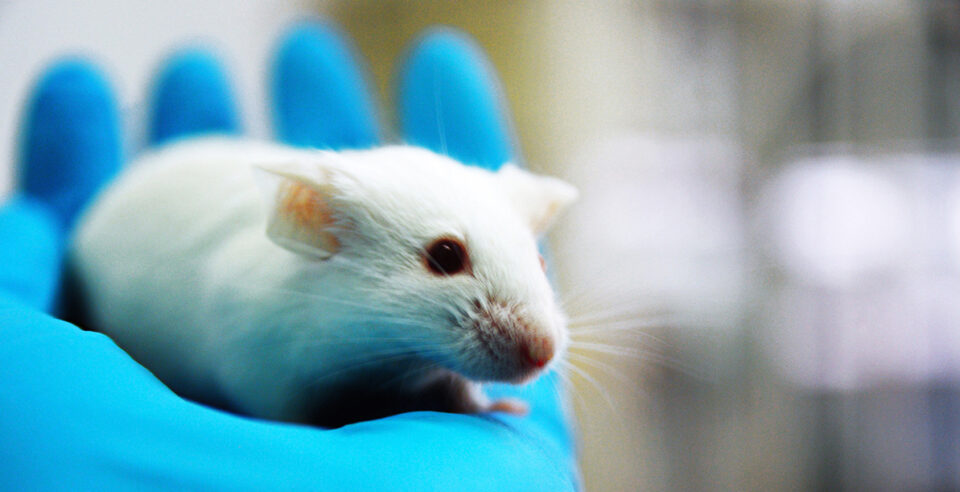 Mice_081815
