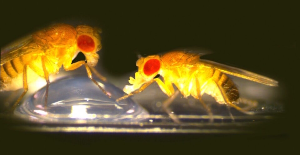 Fruit flies feeding_CROPPED