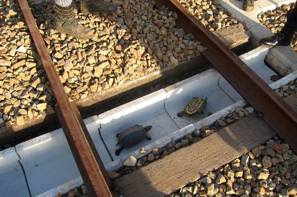turtle-tunnel-train-track-safety-japan-railways-1