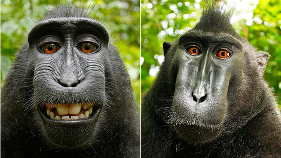 Monkey selfies on Wikimedia