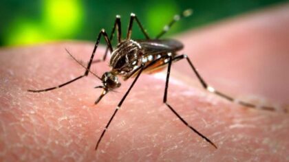 Zika virüsü hızla yayılıyor