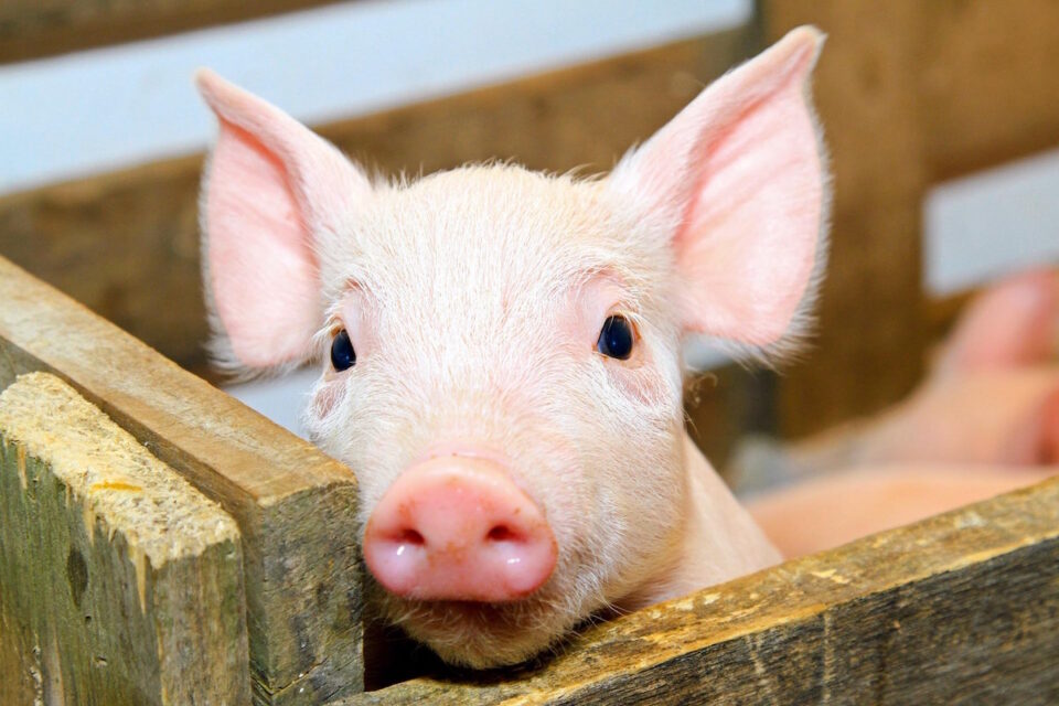 a_piglet
