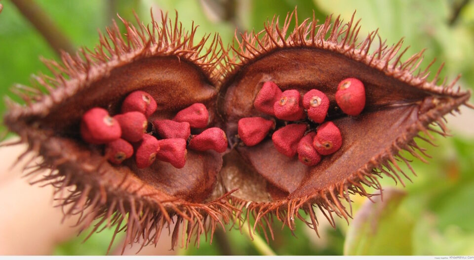 the-gioi-trai-cay-tuoi-ngon-vitamin-fruit-1