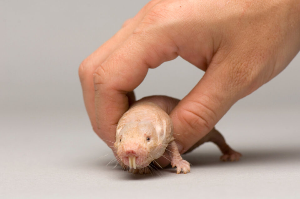 366005-naked-mole-rat