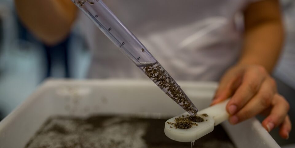 transgenic-mosquitoes4x2760