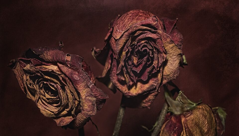 Dead-Flowers