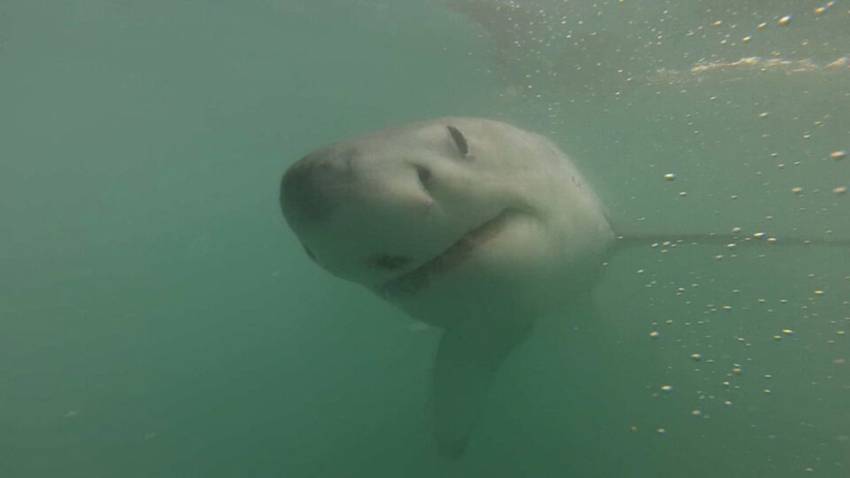 shark-shield-8