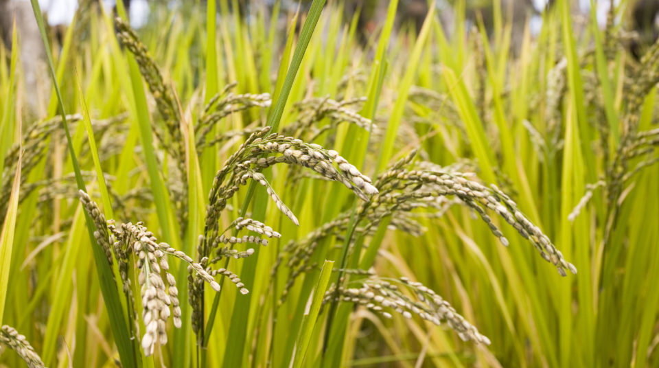 Narrowing-the-rice-yield-gap