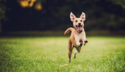 Köpekler ses tonunu anlayabiliyor