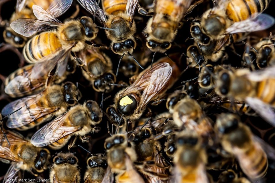 İşçi arılar tarafından çevrelenmiş kraliçe arı. (Fotoğraf: Mark Seth Lender)