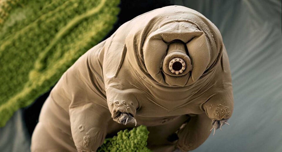 Onu hatırladınız mı? Su ayıcığı Tardigrade'in ponçikliğine aldanmayın - o uzayın ağır koşullarında bile yaşamını sürdürebiliyor.