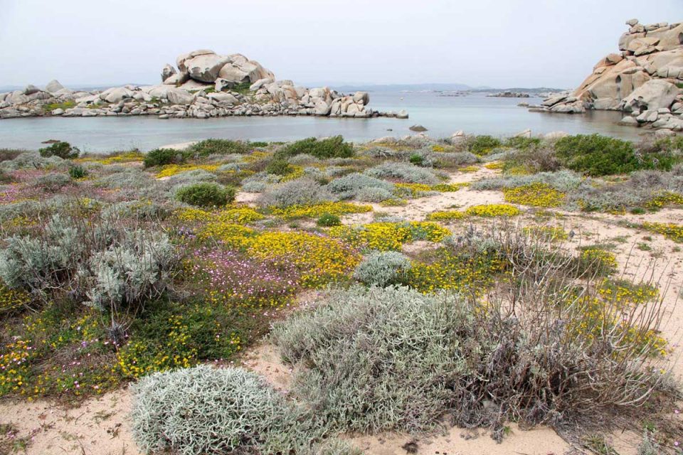 Akdeniz bitki örtüsü mevsim değişikliklerine karşı kırılgan yapısı ile çölleşmeye son derece uygun.