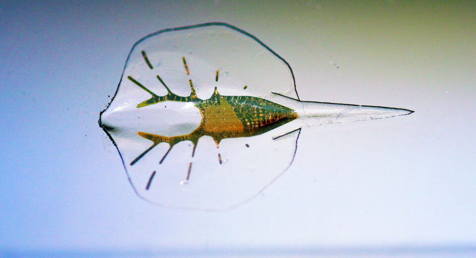 ray