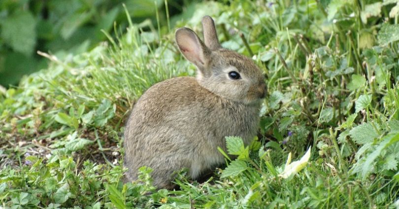 Tavşanlar ve fareler kozmetik testler için en çok kullanılan hayvanların başında geliyor.