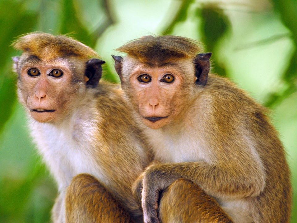toque-macaques-sri-lanka-h-lansdown-alamy