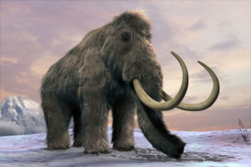 Bir mamut ‘genlerinden’ doğacak