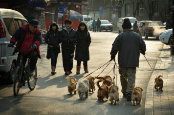Çin’in yeni politikası: her aileye tek köpek!