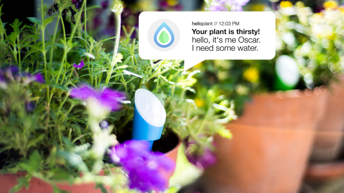 Akıllı bitki sensörü: Helloplant