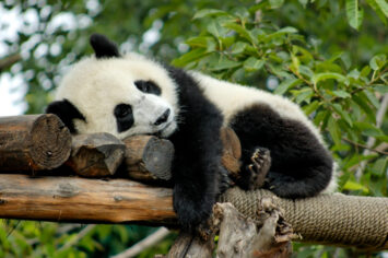 Nur topu gibi 36 yeni pandamız oldu