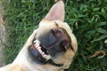 Köpekler biz bakarken daha çok mimik yapıyor