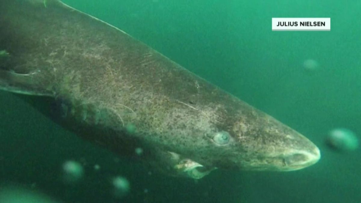 512 yaşında olduğu tahmin edilen bir köpekbalığı bulundu