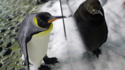 İnsan boyunda penguen kalıntıları bulundu