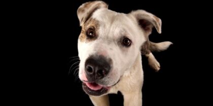 Bilim noktayı koydu: Köpekler kedilerden daha akıllı