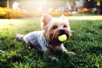 Köpek seslerini İngilizceye çevirecek bir cihaz geliyor