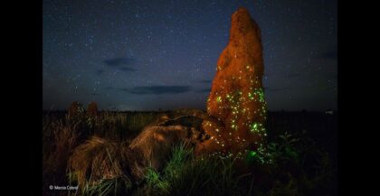 ‘Yaban hayatı’ fotoğrafında doldurulmuş hayvan kullanıldı