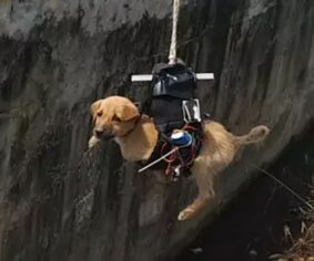 Dron ile yavru köpek kurtarma operasyonu