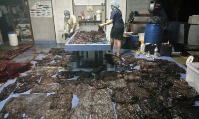 80 plastik poşet yiyen balina hayatını kaybetti