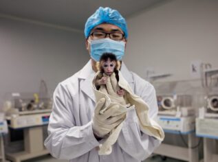 Çinli bilimcilerin maymunlar üzerindeki CRISPR çalışmaları