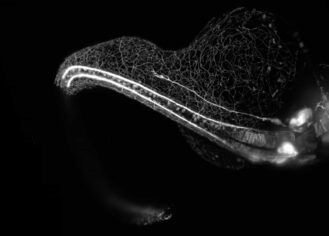 Nikon Small World in Motion video yarışmasının kazananları
