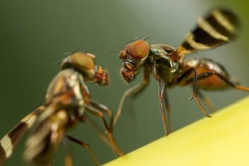 140 milyon yıllık genlerle üretilen mutant böcek