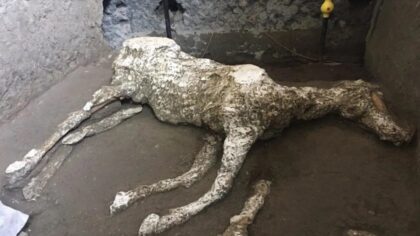 Pompei’de taşlaşmış at kalıntıları ortaya çıkarıldı
