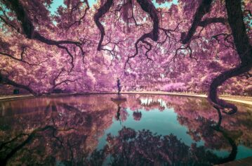 Sony Dünya Fotoğraf Ödülleri seçkisi belirlendi