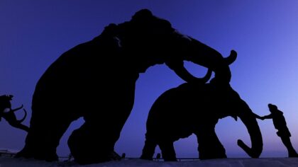 28 bin yıllık tüylü mamut hücreleri harekete geçirildi