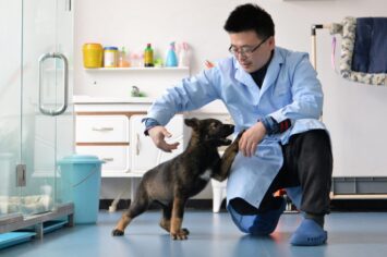 Çin, polis köpeklerini klonluyor