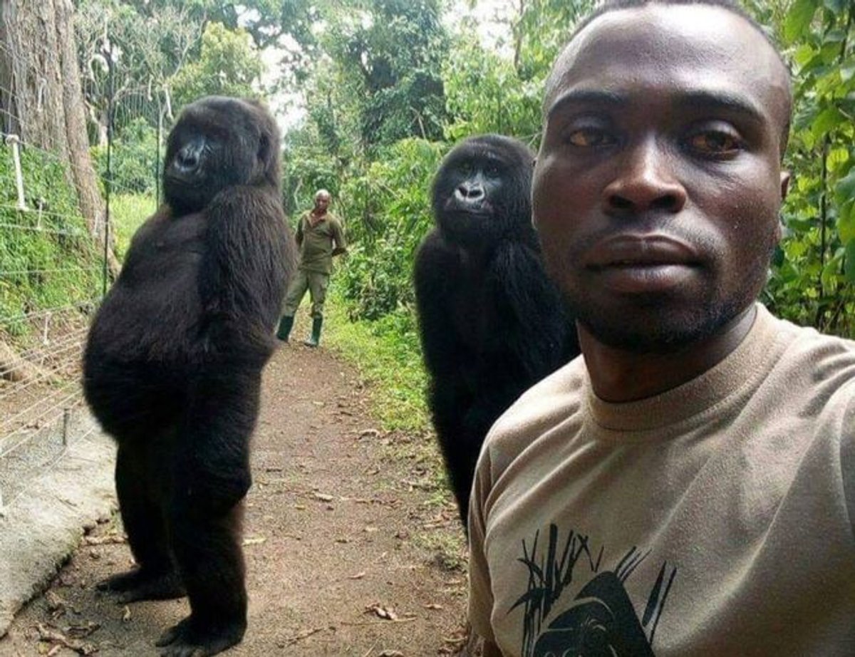 Kongolu gorillerin kamera sevdası