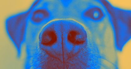 Köpekler kanseri yüzde 97 tutarlılıkla ‘koklayabiliyor’
