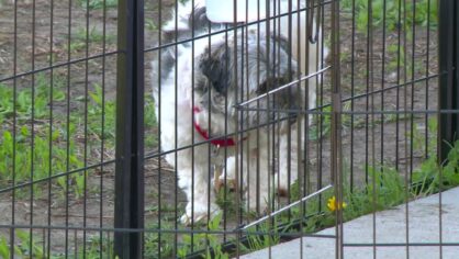 Köpeklerden insana geçen bir bulaşıcı enfeksiyon keşfedildi
